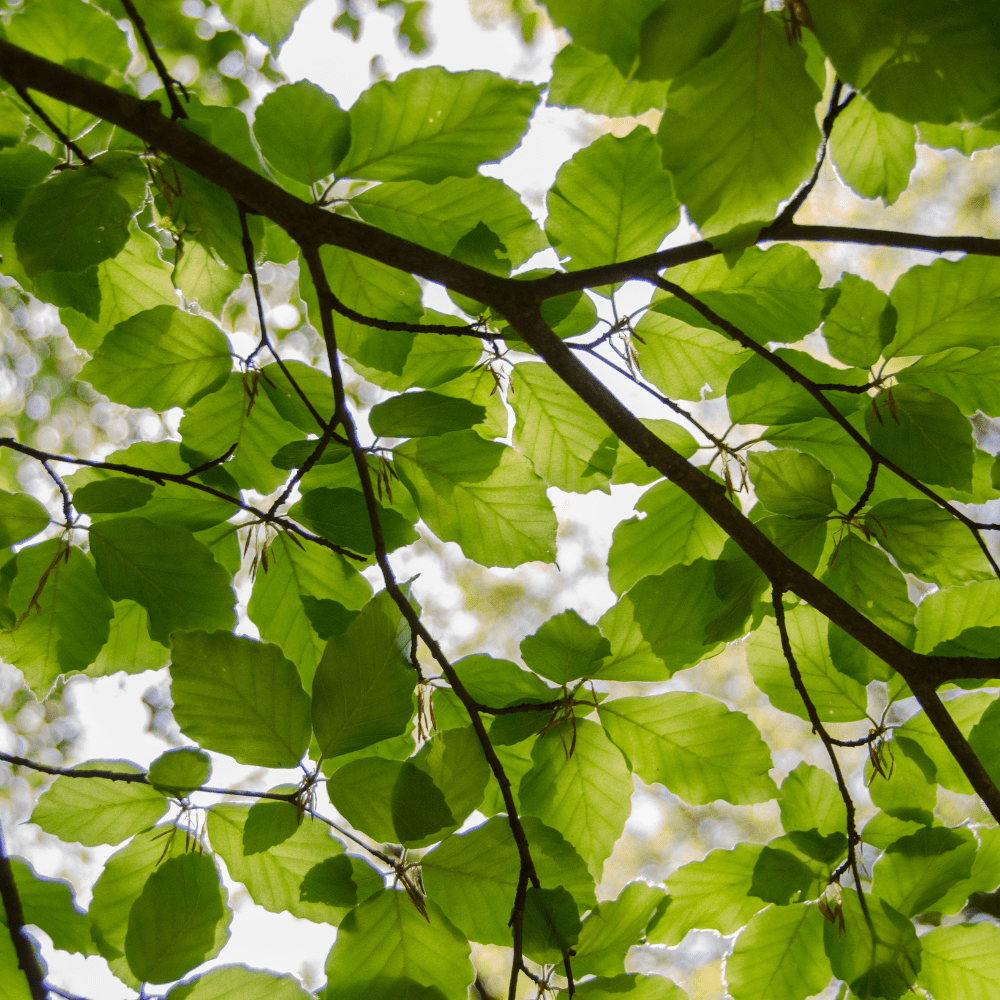 Feuille d'arbre - Élagage en Seine-Maritime (76)