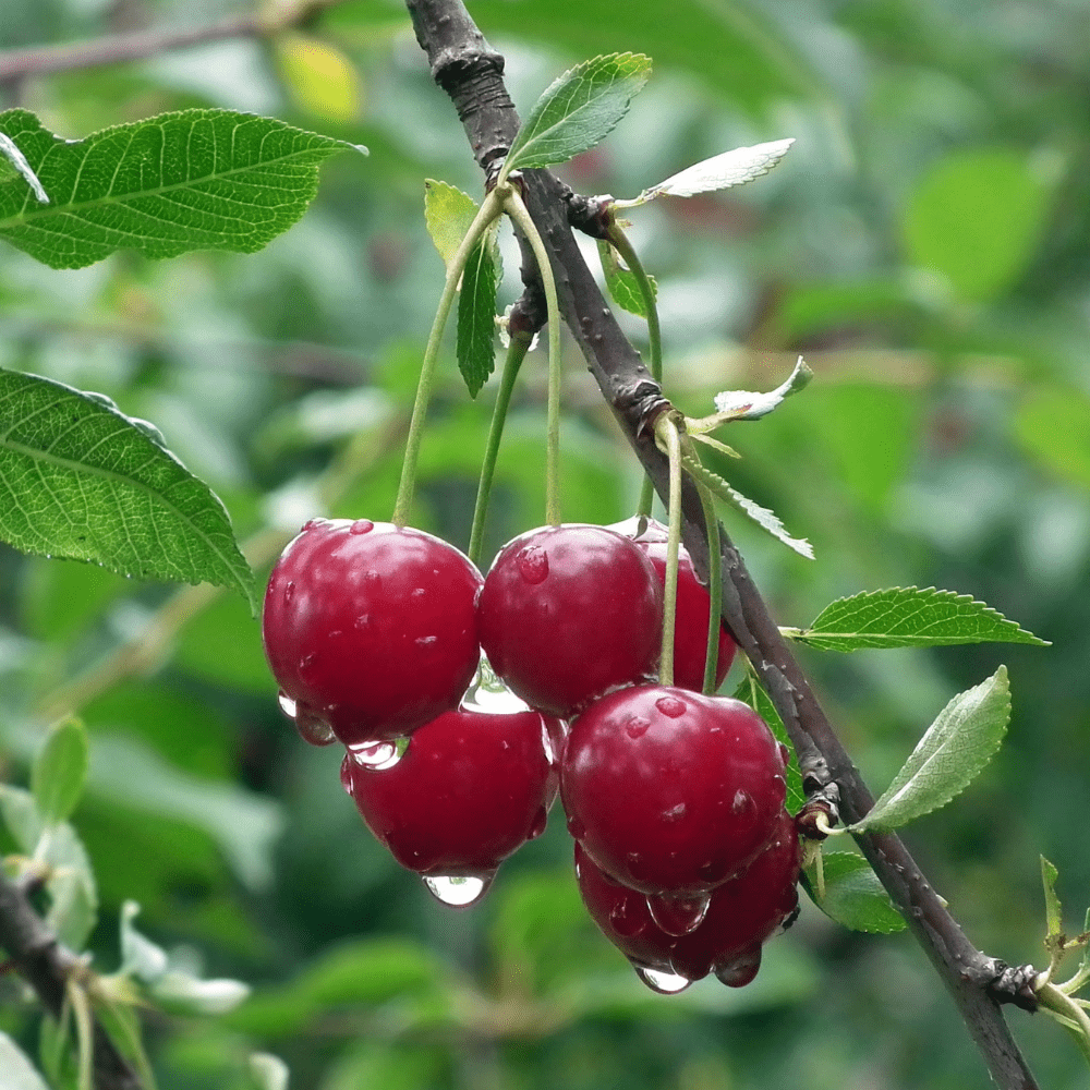 Cerisier arbre fruitier