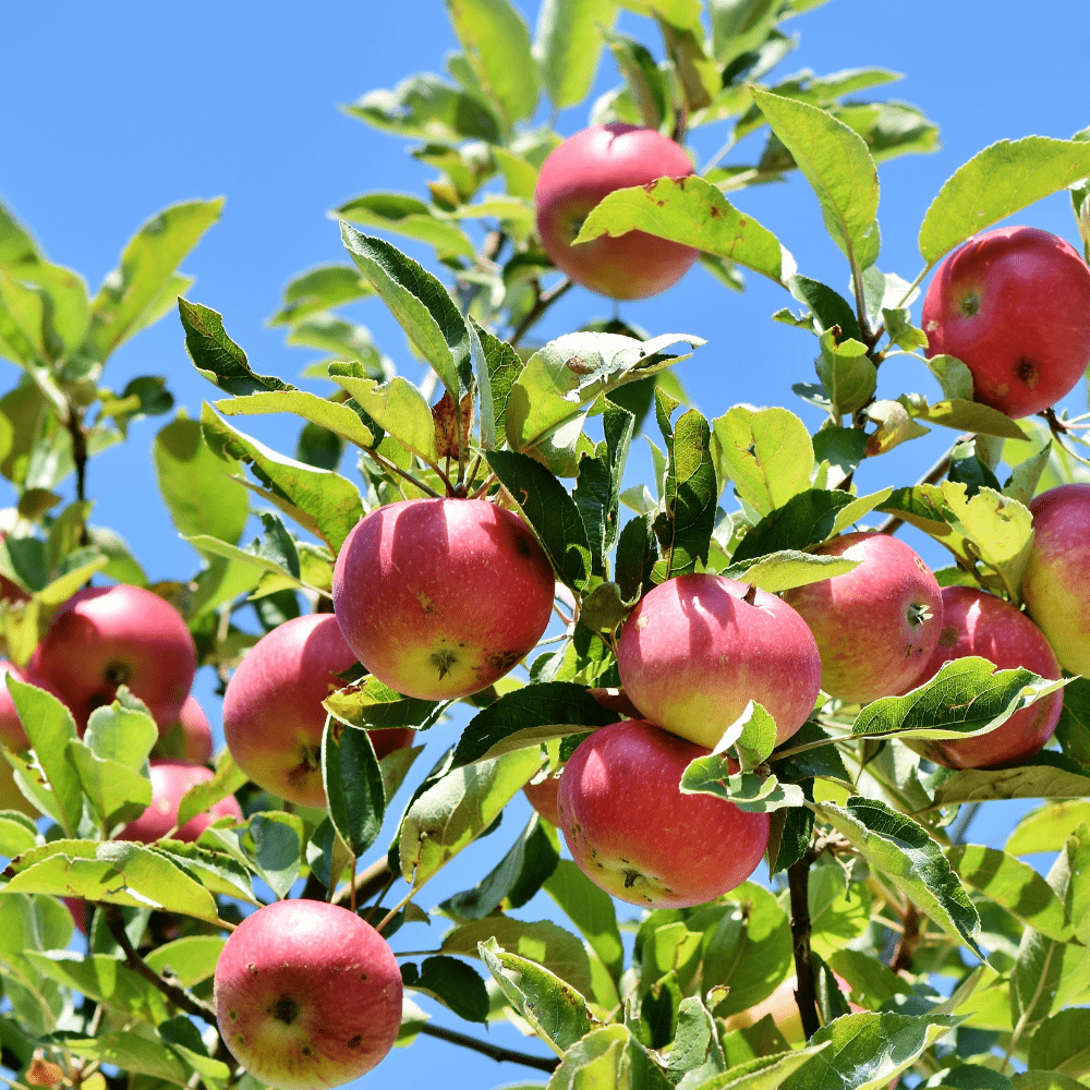 Pommier - taille arbre fruitier