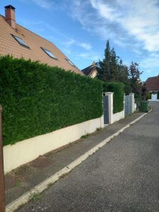 Haie avant taille Lemarchand Élagage 76