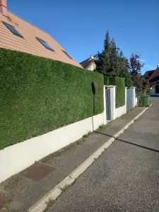 Haie après taille Lemarchand Élagage 76