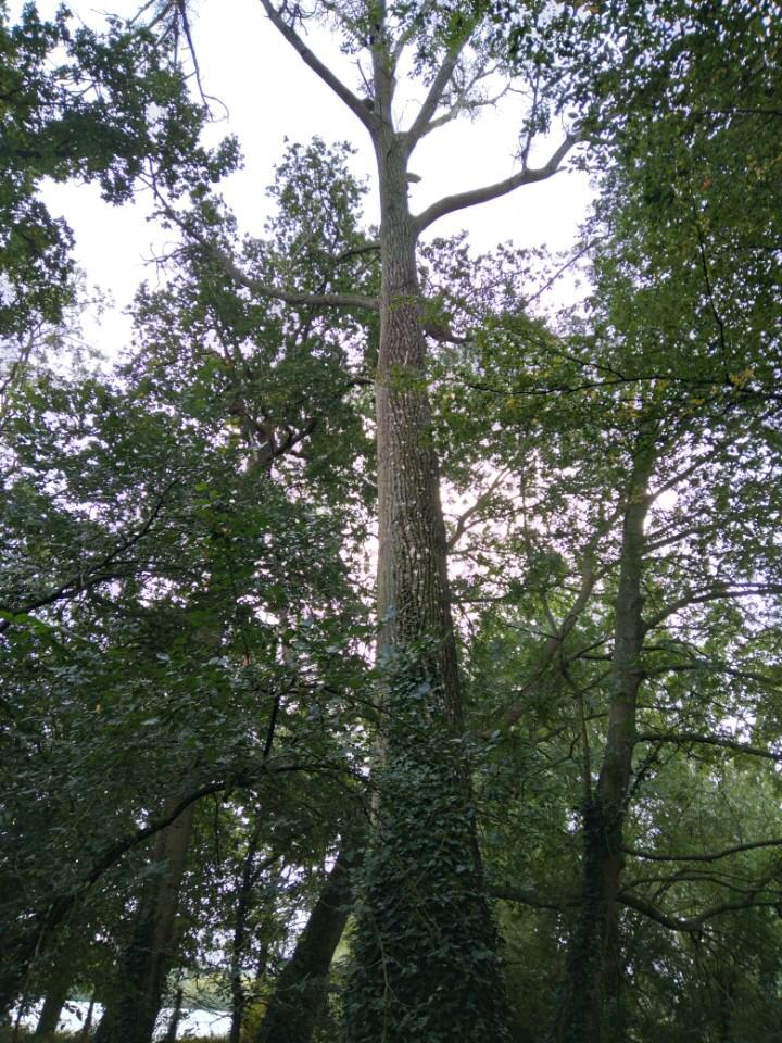 Arbre avant abattage 76