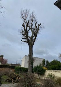 Élagage d'un arbre par Lemarchand Élagage 76