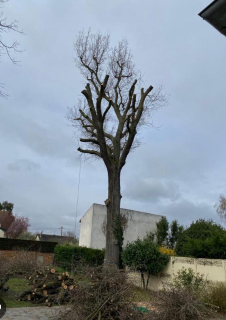 Élagage d'un arbre par Lemarchand Élagage 76