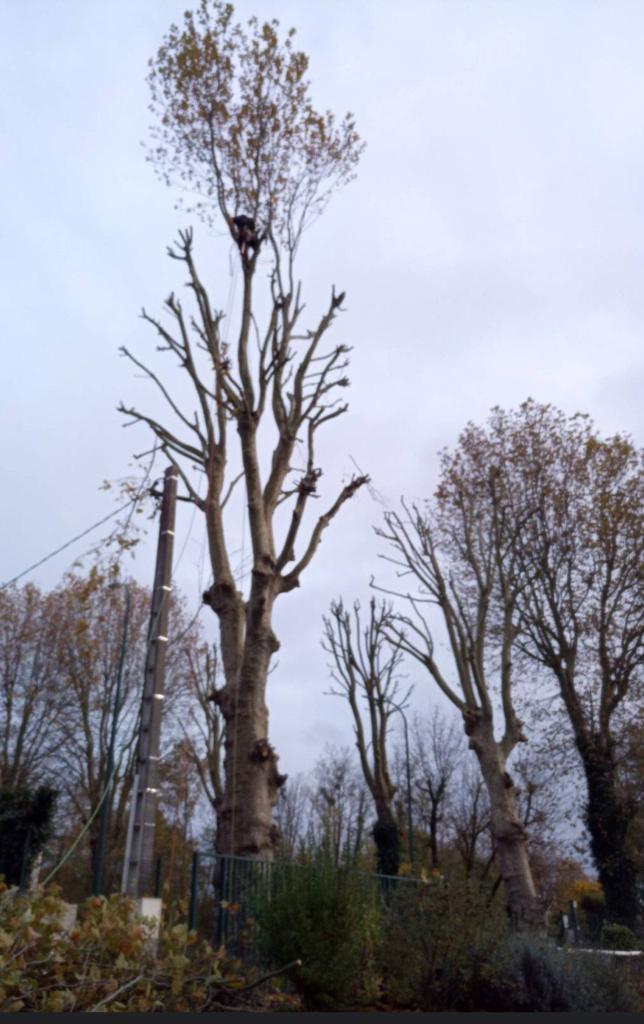 Èlagage d'un arbre dans le 76