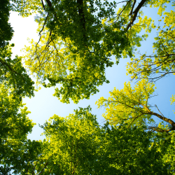 Arbres Entretien dans le 76