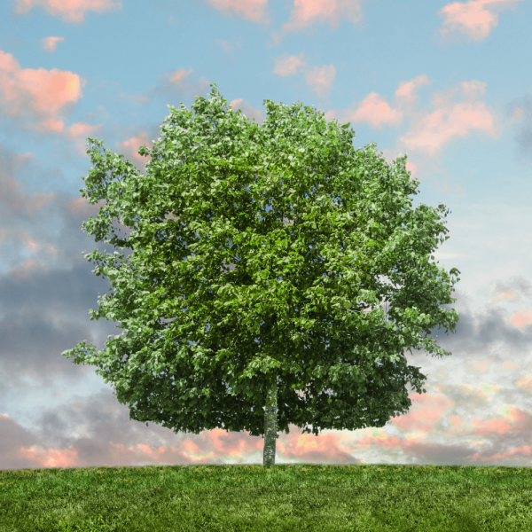 Arbre