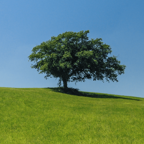 Arbre ayant besoin d'un élagage