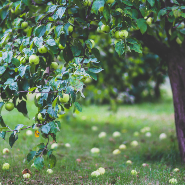 Arbre fruitier avant élagage